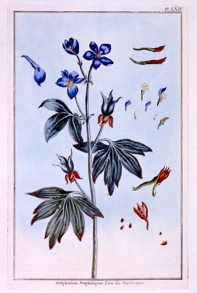 Rittersporn von Pierre Joseph Buchoz